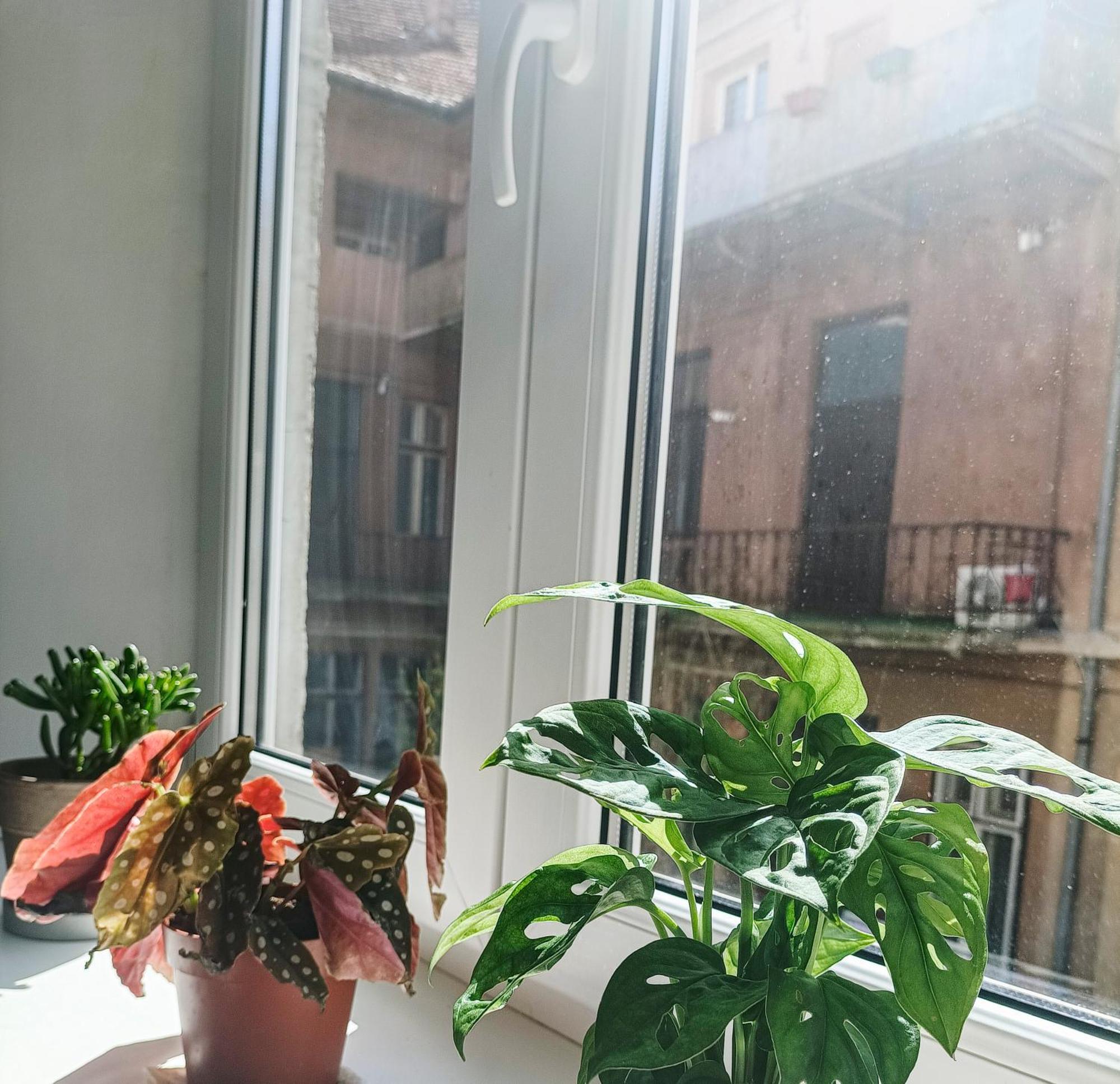 Friendly Little Studio Брашов Экстерьер фото